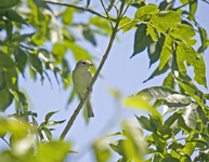 Warbling Vireo